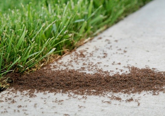 Pest Control Meridian