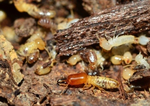 Pest Control Yakima