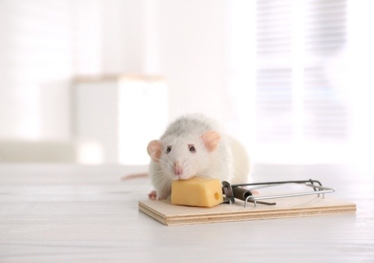 Pest Control Hialeah