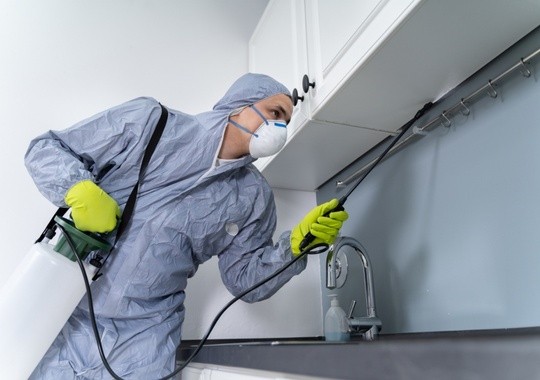 Pest Control Murrieta
