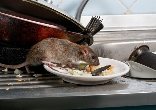 Pest Control Scottsdale