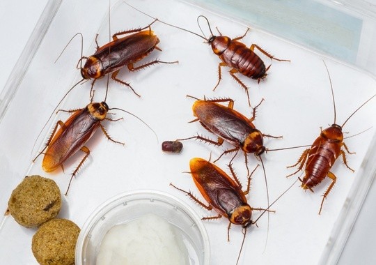 Pest Control Berkeley