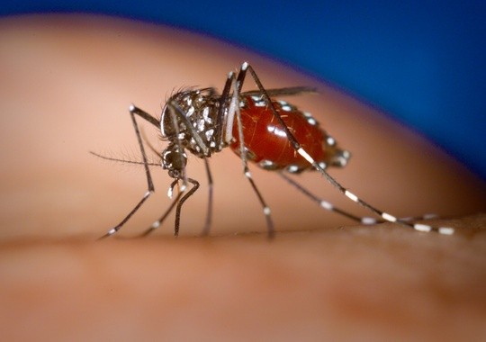 Pest Control Bridgeport