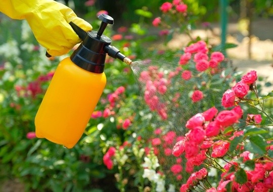 Pest Control Inglewood