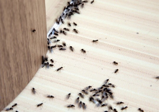 Pest Control Largo