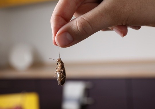 Pest Control Salem
