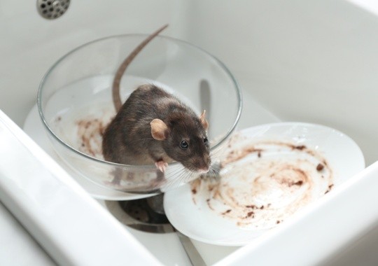 Pest Control Glendale