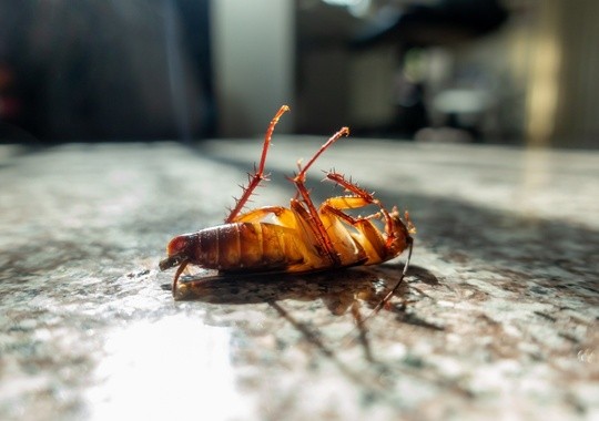 Pest Control Edmond