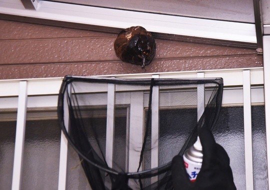 Pest Control Overland Park
