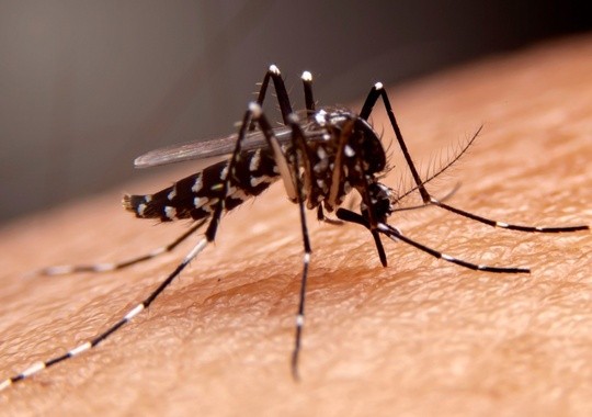 Pest Control Santa Clarita