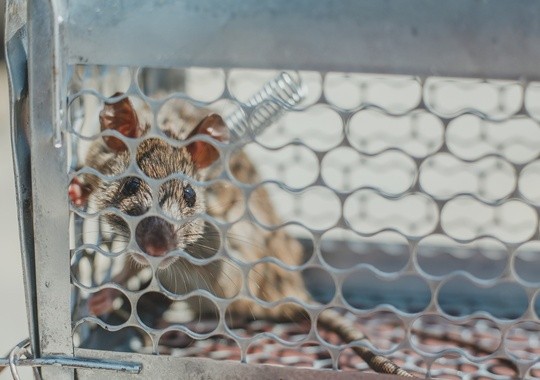 Pest Control Redwood City