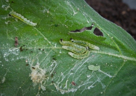 Pest Control Vacaville