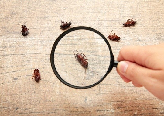 Pest Control Waterbury