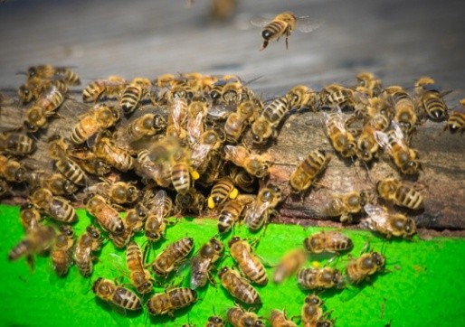Pest Control Citrus Heights