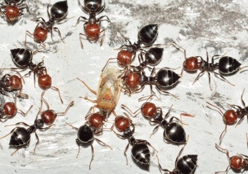 Pest Control Moreno Valley