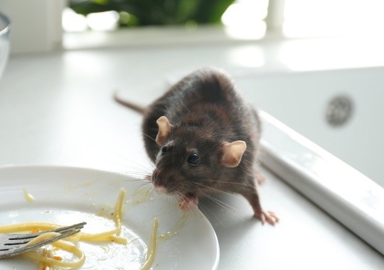 Pest Control Jackson Heights