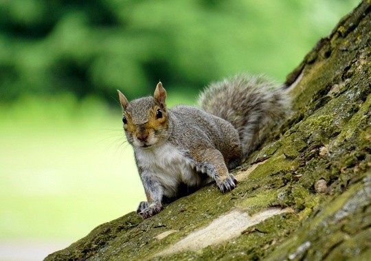 Pest Control Richmond